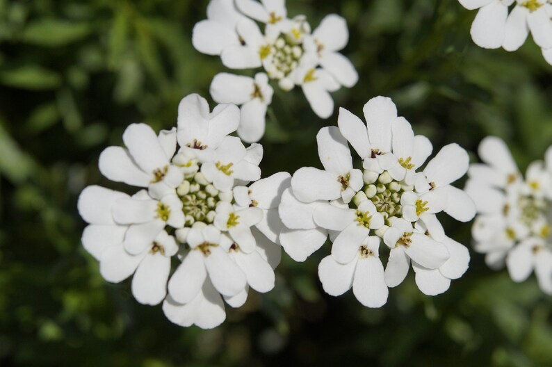 250 Empress White Candytuft Rocket Flower Seeds Iberis Amara, Medicinal Plant image 2