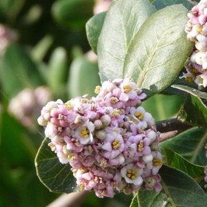 Lemonade Berry {Rhus Integrifolia} High Yield | Edible | Evergreen | Coffee Sub | Landscaping | Showy Blooms | 20 seeds Free Shipping!