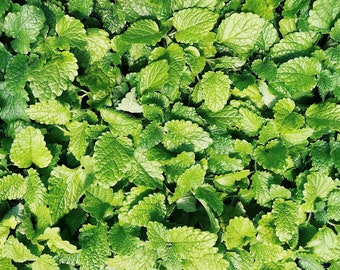 Culinary Spearmint {Mentha spicata} | Edible | Medicinal | Herbal | Oil Producer | 200+ seeds Free Shipping! US Seller