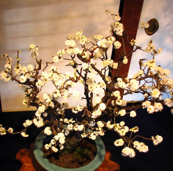 Buy Mirabelle Plum Tree {prunus Myrobalan} Organic | Culinary Grade |  Pre-stratified | 2026 Harvest | Flowering | 5 Seeds Free Shipping! Online  in India - Etsy