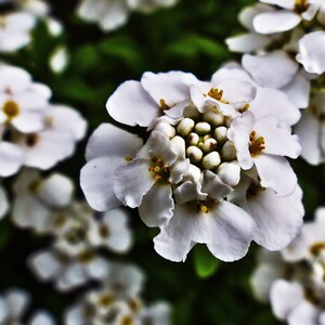 250 Empress White Candytuft Rocket Flower Seeds Iberis Amara, Medicinal Plant image 1