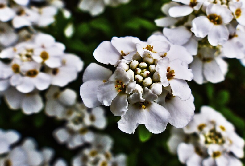 250 Empress White Candytuft Rocket Flower Seeds Iberis Amara, Medicinal Plant image 1