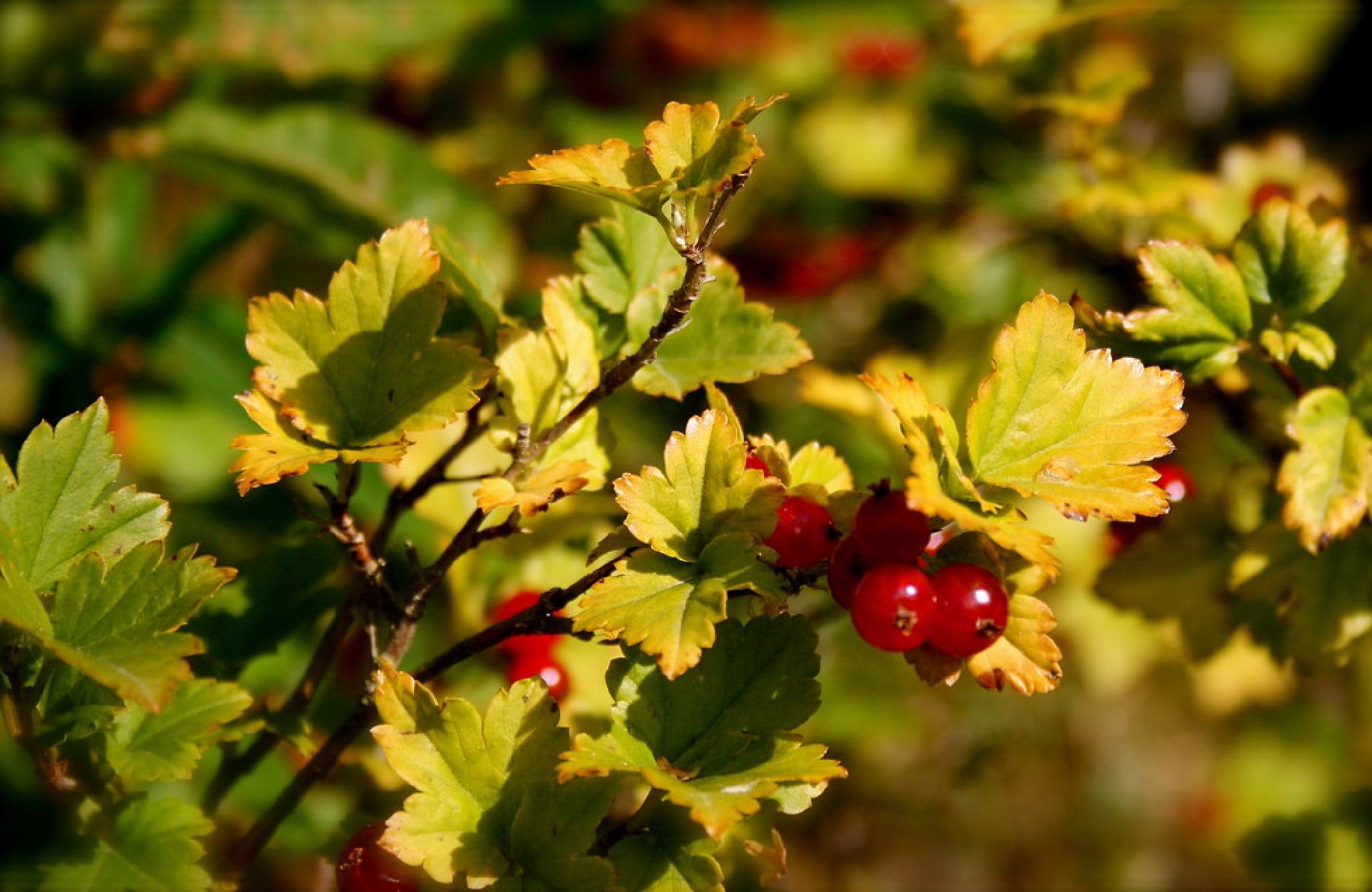 Native Alpine Currant Alpine Currant {ribes Alpinium} Flowering Ornamental | Landscaping ...