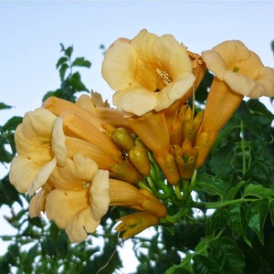 Yellow Trumpet Creeper {Campsis radicans var. flava} Showy Climber | Rich Yellow Blooms | Trainable | 40+ seeds  Free Shipping!