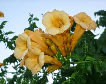 Yellow Trumpet Creeper {Campsis radicans var. flava} Showy Climber | Rich Yellow Blooms | Trainable | 80+ seeds  Free Shipping!