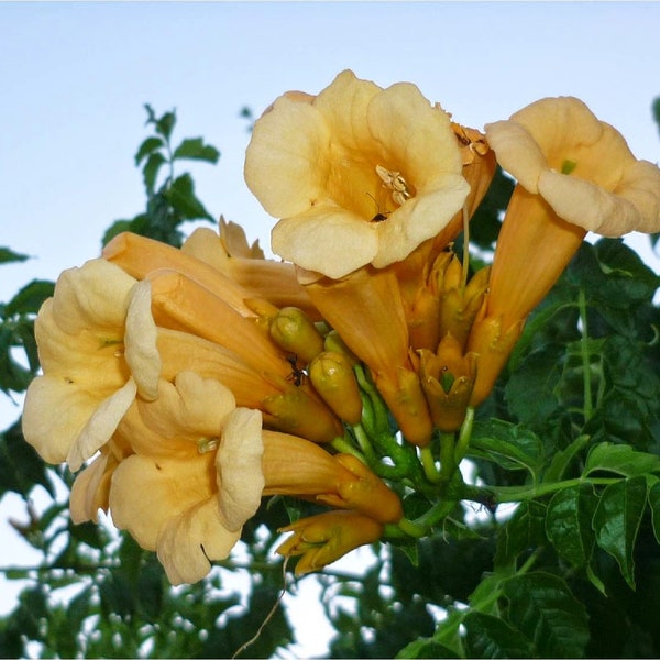 Yellow Trumpet Creeper {Campsis radicans var. flava} Showy Climber | Rich Yellow Blooms | Trainable | 80+ seeds  Free Shipping!