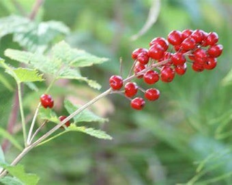 Red Baneberry {Actaea rubra} Heirloom | Showy Plumes | Shade Tolerant | Pre-Stratified 20 seeds Free Shipping!