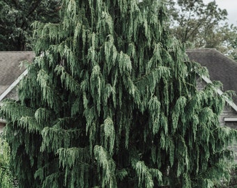 Port Orford Cedar Tree {Chamaecyparis lawsoniana} Evergreen HUGE GROWTH! | Valuble timber | Use For Privacy Row | 25+ seeds Free Shipping!