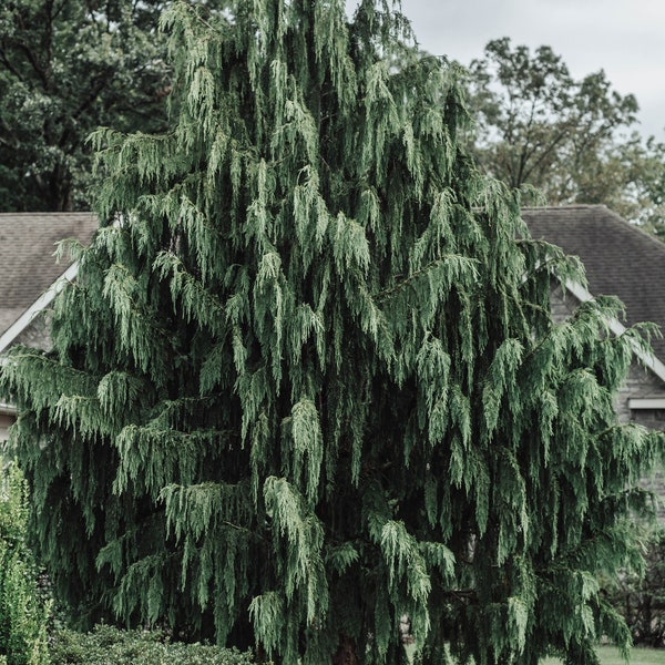 Port Orford Cedar Tree {Chamaecyparis lawsoniana} Evergreen HUGE GROWTH! | Valuble timber | Use For Privacy Row | 25+ seeds Free Shipping!