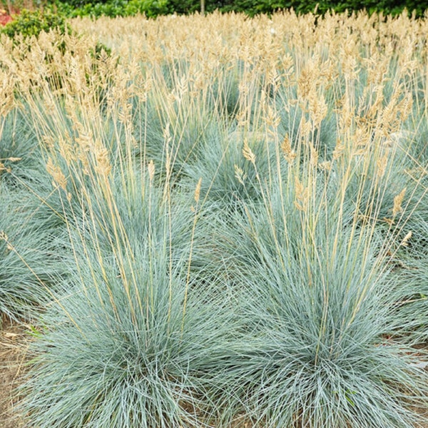 100+ Blue Fescue Grass Seeds (Festuca Cinerea Glauca) Silvery Blue Ornamental Grass, Drought Tolerant