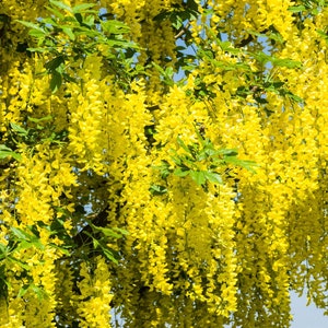 Golden Chain Tree Laburnum alpinum Scotch Laburnum Ornamental Showy Bonsai favorite 20 seeds Free Shipping US seller image 4