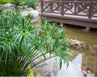 Landscapers select! Umbrella Palm {Cyperus Alternifolius} 50+ seeds |Wetland hardy| Soil filtering | Useful perennial Free Shipping! US