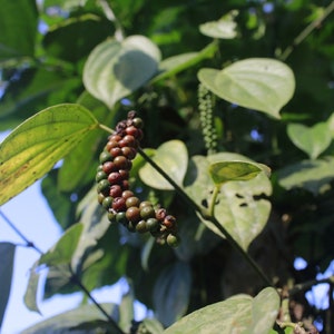 Black Beauty Peppercorn Vine {Piper nigrum}| High Yield |  NON GMO | Heirloom | 10 or 40 seeds Free U.S. Shipping!