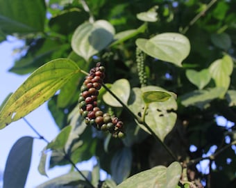 Black Beauty Peppercorn Vine {Piper nigrum}| High Yield |  NON GMO | Heirloom | 10 or 40 seeds Free U.S. Shipping!