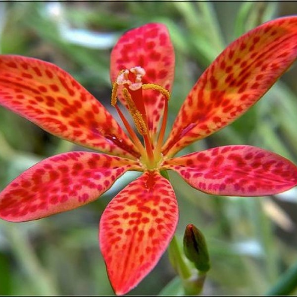 Black Berry Lily {Belmcanda chinensis} Perennial  | Ornamental | Medicinal | 10 seeds Free US shipping!