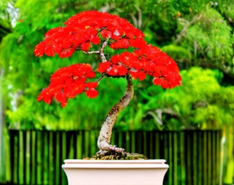Red Flame Tree {Delonix regia} Hardy Ornamental | Showy Blooms | Bonsai Favorite | 10 seeds Free Shipping!