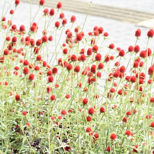 Strawberry Fields Globe Amaranth {Gomphrena haageana} care-free | long blooming | cutting favorite 40+ seeds Free US Shipping!