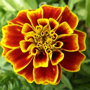 May include: A close-up of a vibrant orange and yellow marigold flower with ruffled petals.