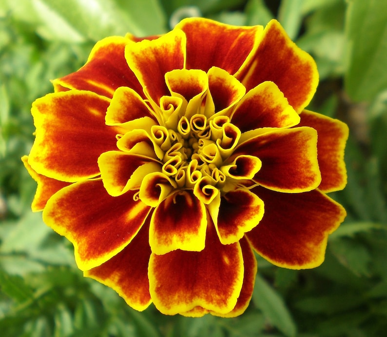 Florist Choice French Marigold Tagetes Patula Durango Bee Bouquet Floral arrangement highly fragrant 20 seed FREE SHIPPING image 1