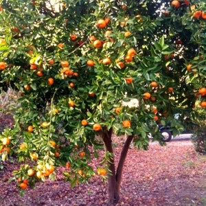 Dwarf Mandarin Orange Tree {Citrus reticulata} Ornamental | Fruiting |Patio Container | High Yield | Indoor Outdoor | 5 seeds Free Shipping