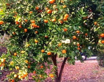 Dwarf Mandarin Orange Tree Organic {Citrus reticulata} Ornamental | Fruiting| High Yield | Indoor Outdoor | 10 seeds Free Shipping