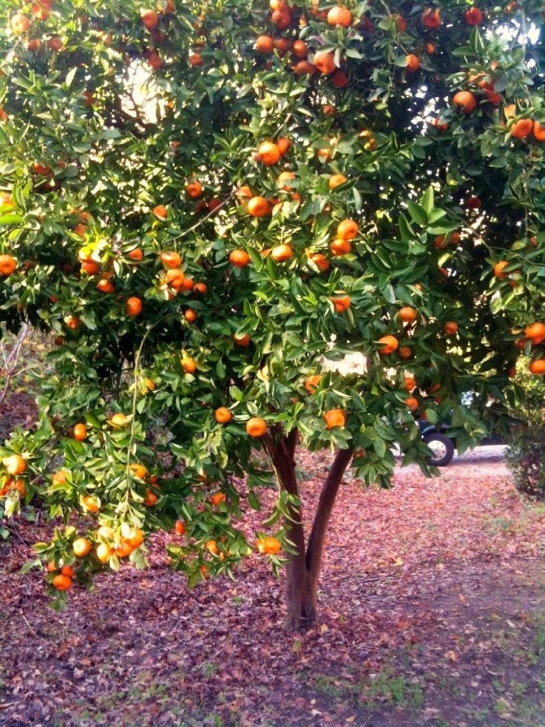 May include: A full orange tree with ripe oranges hanging from the branches. The tree is in a yard with brown leaves on the ground.