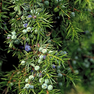 One Seed Juniper Sacred Tree Juniperus monosperma Evergreen Medicinal Perennial 5 seeds FREE SHIPPING image 1