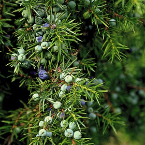 May include: Close-up of a juniper bush with green foliage and blue berries. The berries are clustered together on the branches.