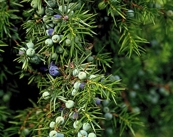 One Seed Juniper Sacred Tree {Juniperus monosperma} Evergreen Medicinal Perennial  5+ seeds FREE SHIPPING!