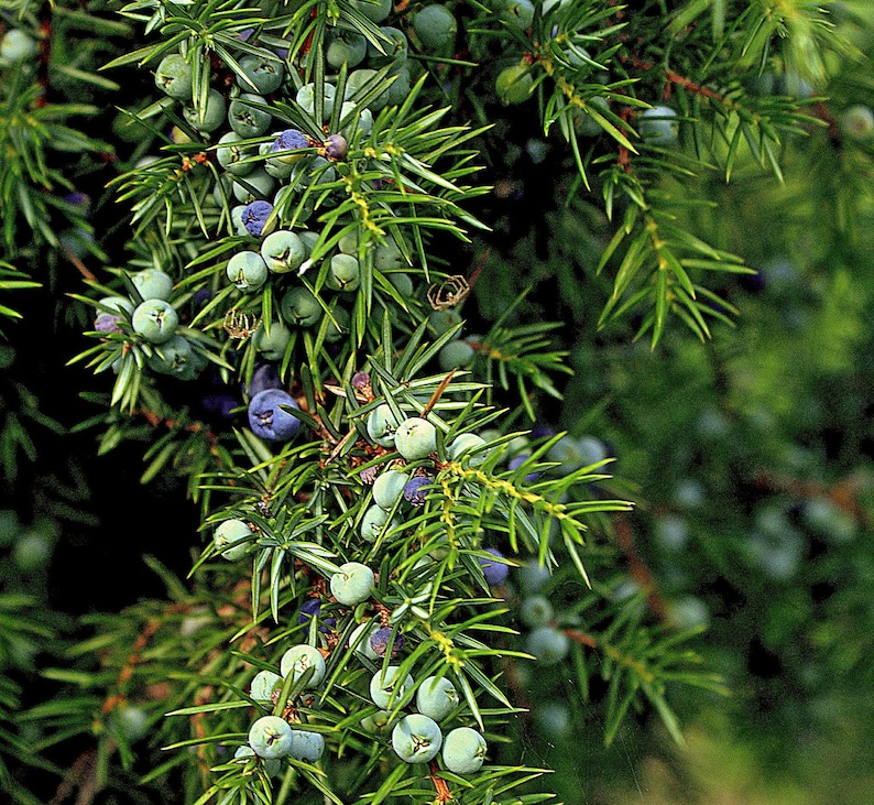 One Seed Juniper Sacred Tree Juniperus monosperma Evergreen Medicinal Perennial 5 seeds FREE SHIPPING image 1