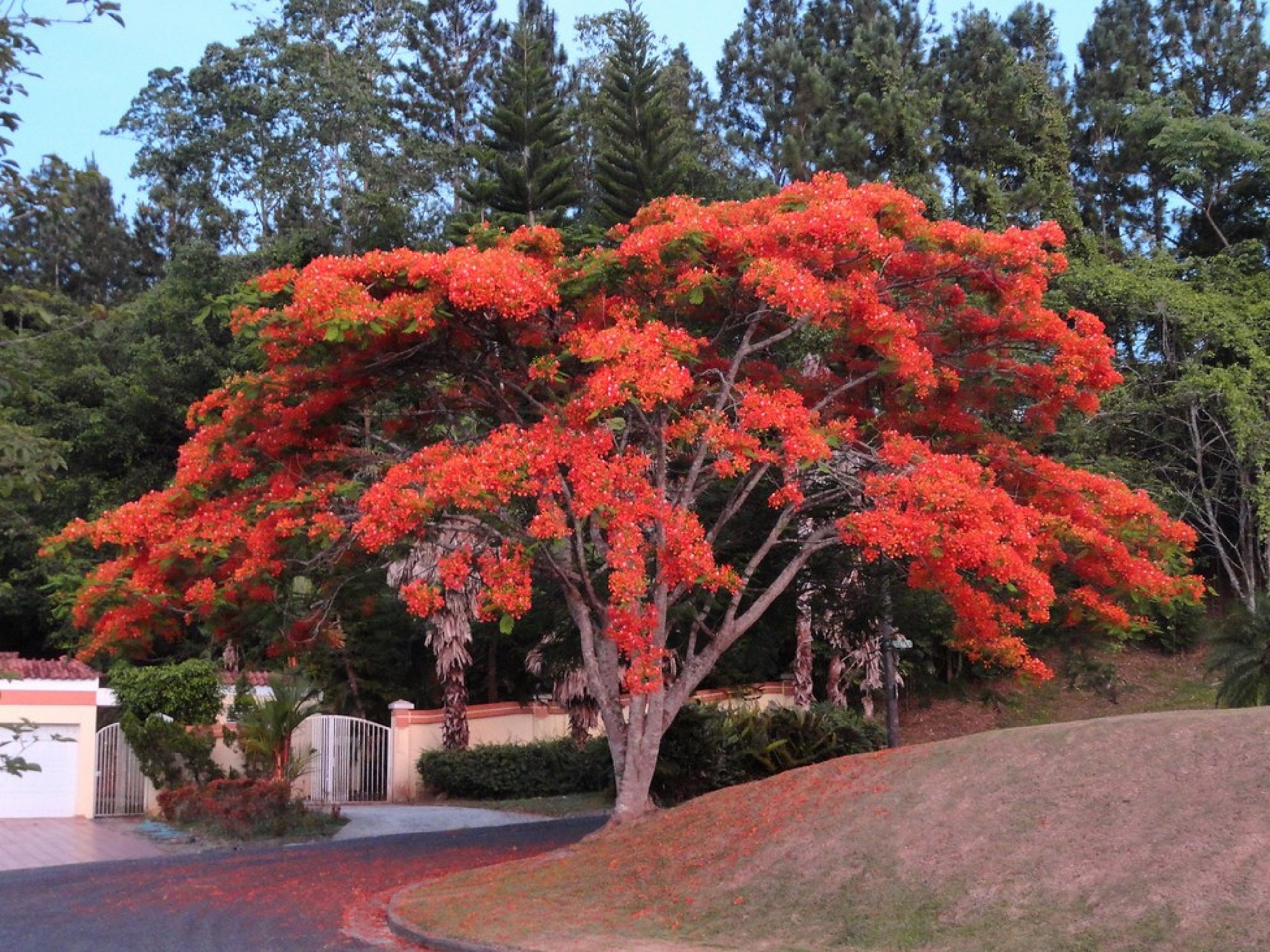 Redflameflower Tree Red Flame Tree {delonix Regia} Hardy Ornamental | Showy Blooms | Bonsai ...