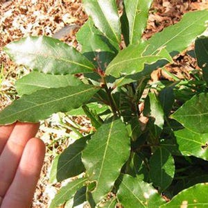 Sweet Bay laurel Tree {Laurus nobilis} 2025 Harvest | Pre-Stratified | Culinary Grade | Fragrant | 7 seeds Free Shipping!