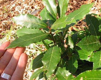 Sweet Bay laurel Tree {Laurus nobilis} 2025 Harvest | Pre-Stratified | Culinary Grade | Fragrant | 7 seeds Free Shipping!