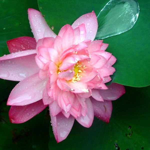 Sacred Lotus {Nelumbo nucifera} Organic Edible | Tropical Ornate Blooms | ZERO Waste plant | Sacred Flower | 5 seeds Free Shipping!