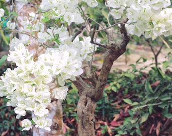 White Orchid Tree {Bauhinia alba} Fragrant Showy Blooms | Bonsai | Landscape | 10 seeds Free US Shipping