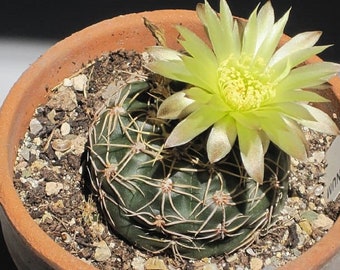 Cactus Reductum {Gymnocalycium reductum} Houseplant Showy Succulent | Easy Grow | Soil Adaptive | Cash Crop 50+ seeds Free Shipping!