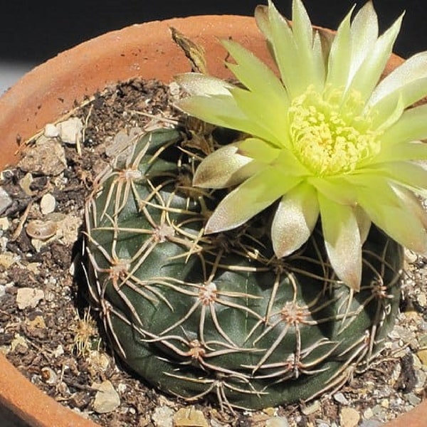 Cactus Reductum {Gymnocalycium reductum} Houseplant Showy Succulent | Easy Grow | Soil Adaptive | Cash Crop 50+ seeds Free Shipping!