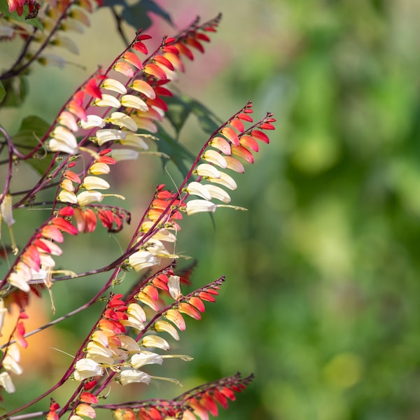 Spanish Flag Firecracker Vine {Mina lobata} Natures Wonder! | Mid-Summer Showy Bloom | Lattice & Trellis Favorite 10 seeds Free US Shipping
