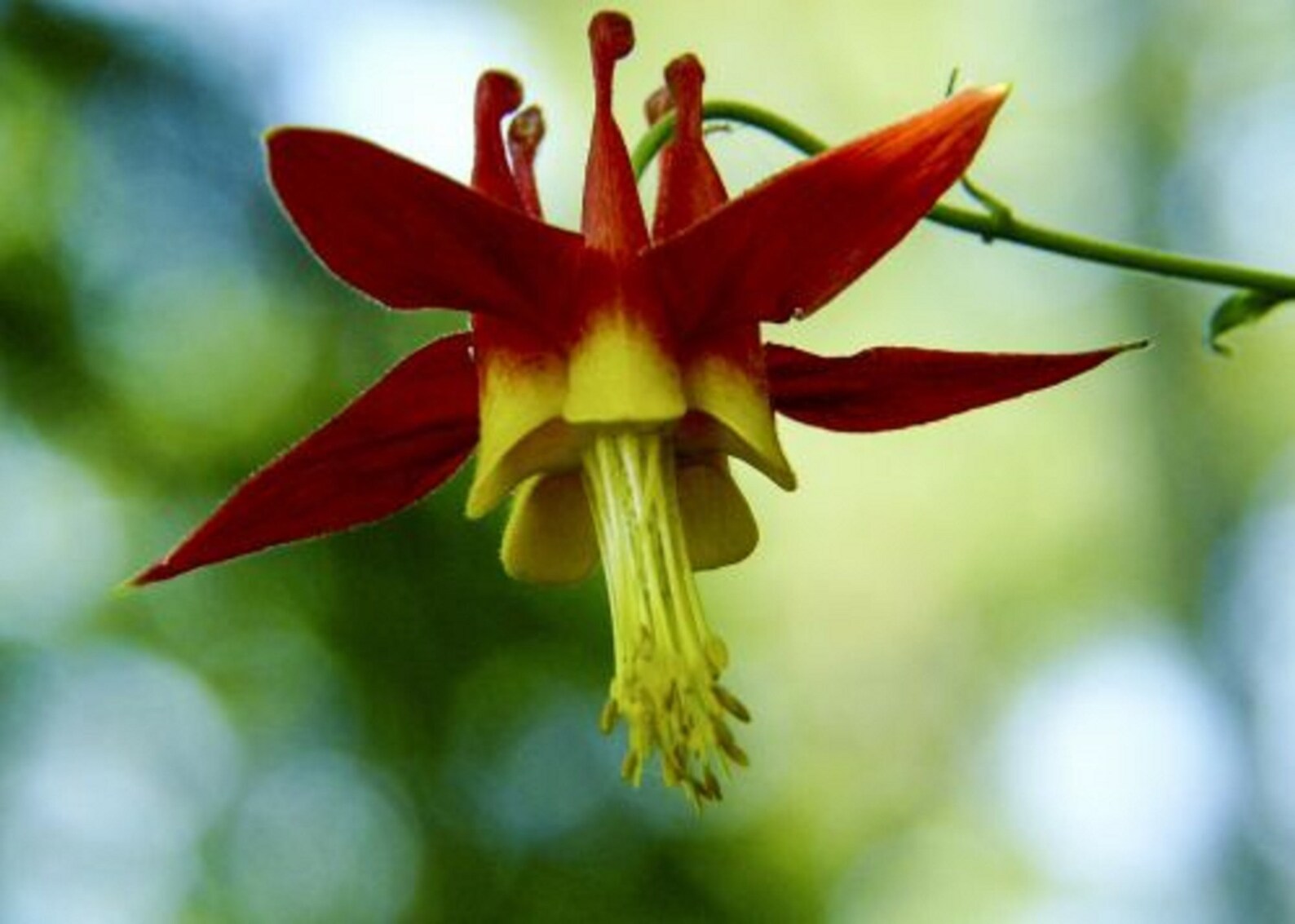 80 East Red Columbine Seeds Perennial Hummingbird Flowers Etsy