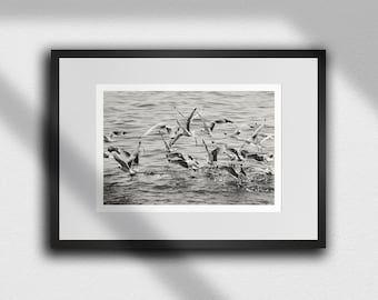 Impresión artística de gaviotas en vuelo: fotografía de aves marinas en blanco y negro
