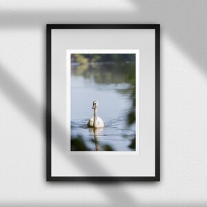 Schwan Fine Art Print – Minimalistischer Vogel Fotografie, ruhige Natur, Wandkunst, Giclée