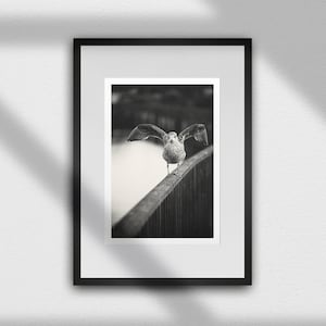 Black and White Seagull Wings Fine Art Print – Minimalist Bird Photography Giclée Fine Art Photography Print, Wall Art