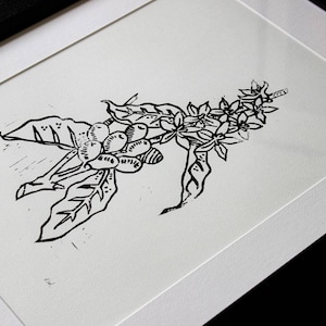 Könnte beinhalten: Schwarz-Weiß-Linolschnitt eines Kaffeepflanzenzweigs mit Blättern, Blüten und Kaffeebohnen. Das Kunstwerk ist in einem weißen Passepartout und einem schwarzen Rahmen gerahmt. Der Druck ist auf weißem Papier.