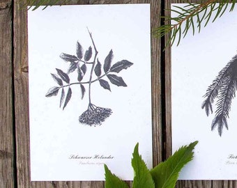 Set of 3 illustrated herbal postcards »edible trees – black elderberry, spruce and summer linden«