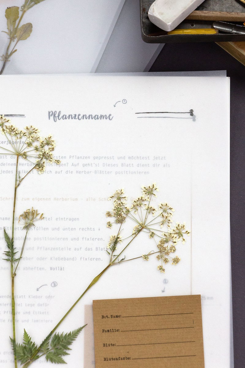 Herbarium anlegen StarterKit Herbarium Etiketten und Etsy.de