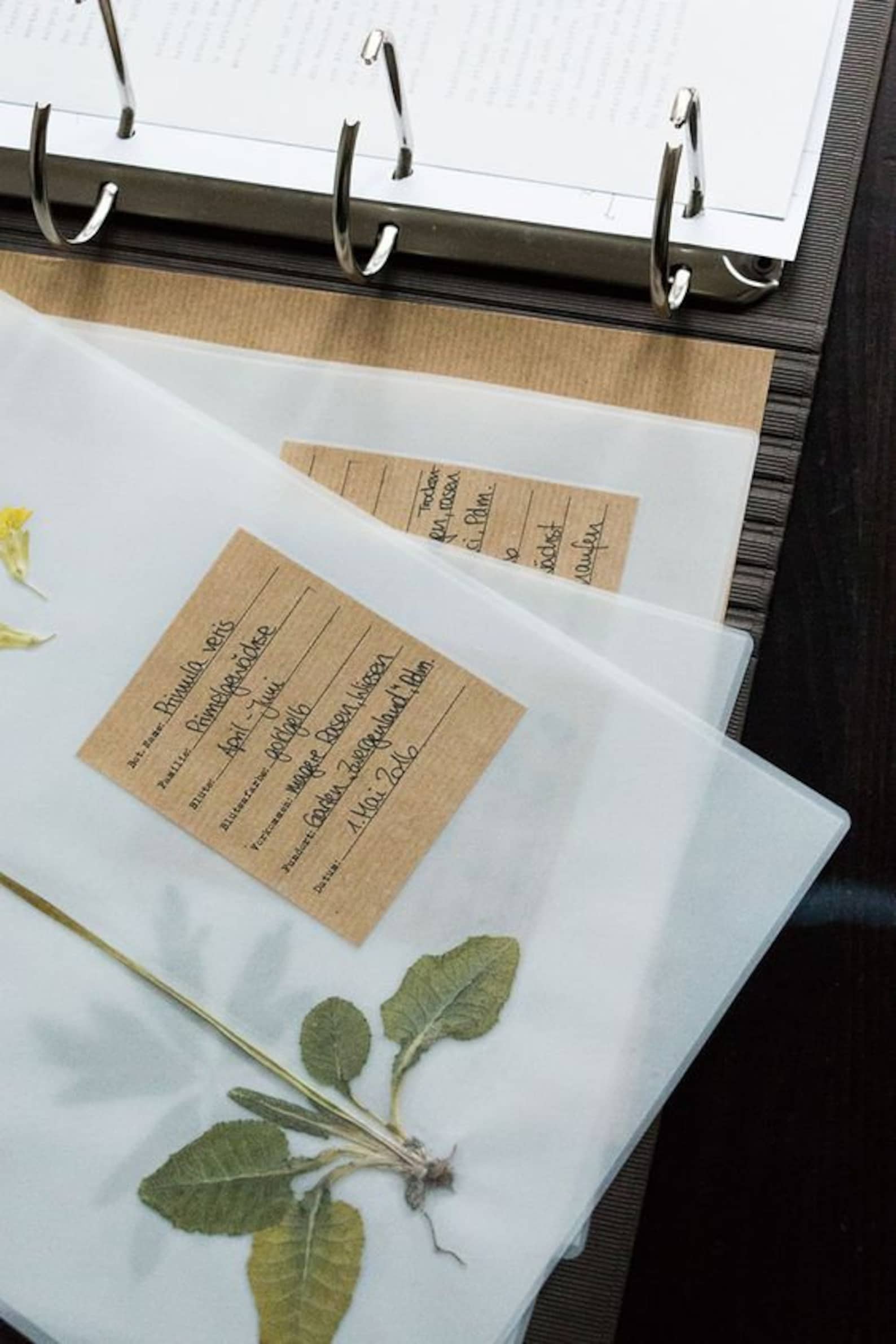 Herbarium-Etiketten: Herbarium Etiketten Vorlagen für dein eigenes