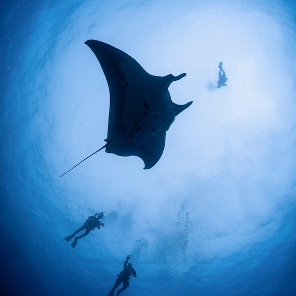 Photo Print of a Manta Ray with SCUBA divers in Clear Blue Water.  Vertical Dimensions.