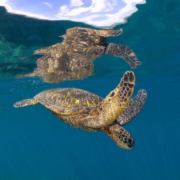 Sea Turtle Photo Print, Underwater Photography of a Sea Turtle in Hawaii,  Turtle Wall Art.