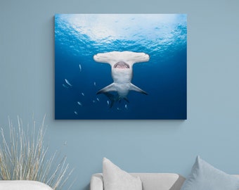 Underwater Picture of a Hammerhead Shark on Canvas Wrap.