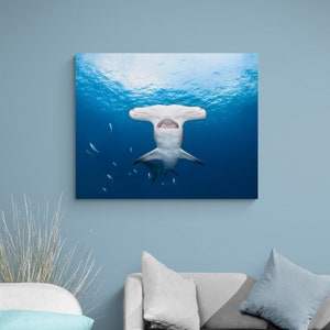 Underwater Picture of a Hammerhead Shark on Canvas Wrap.